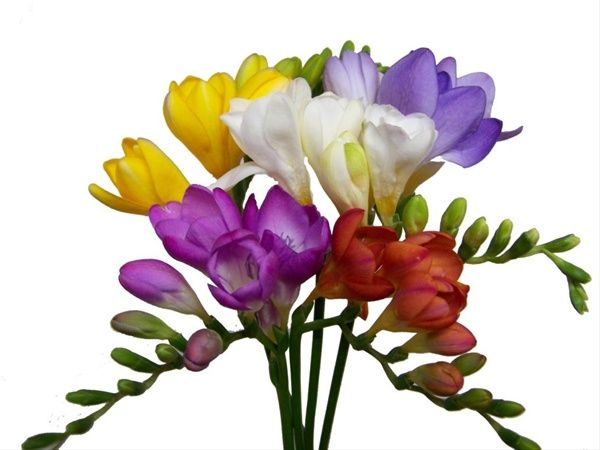 Freesia фрезия роза