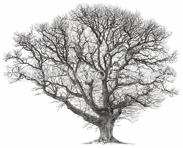 Ветвистое дерево