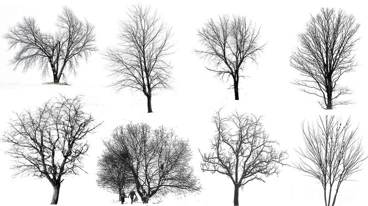 Зарисовки деревьев