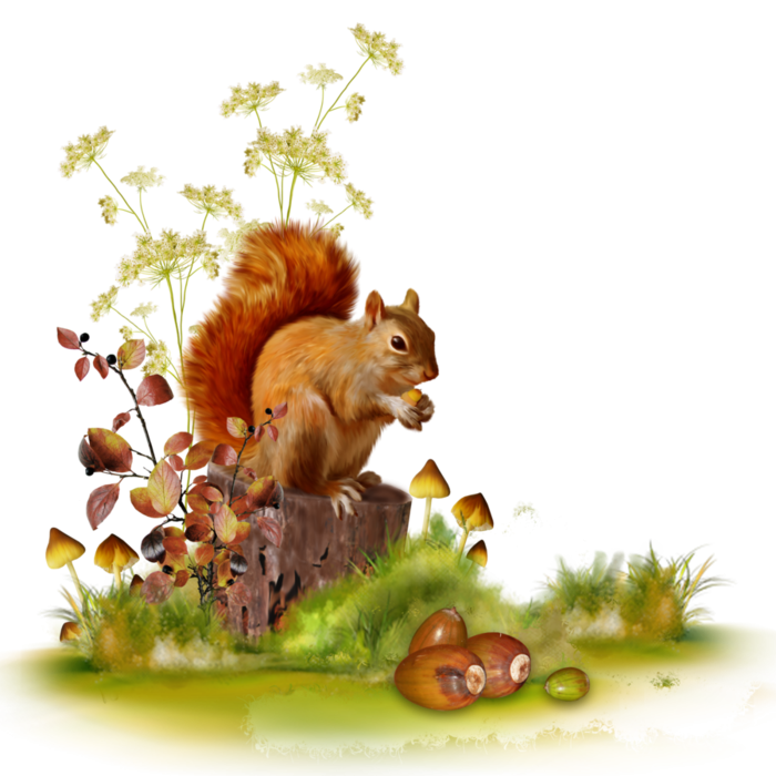 Осенняя белка на прозрачном фоне