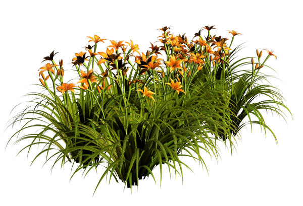 Лилейники куст