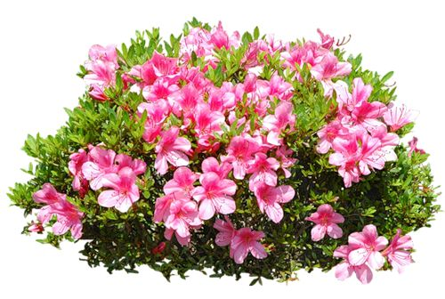 Рододендрон спирея