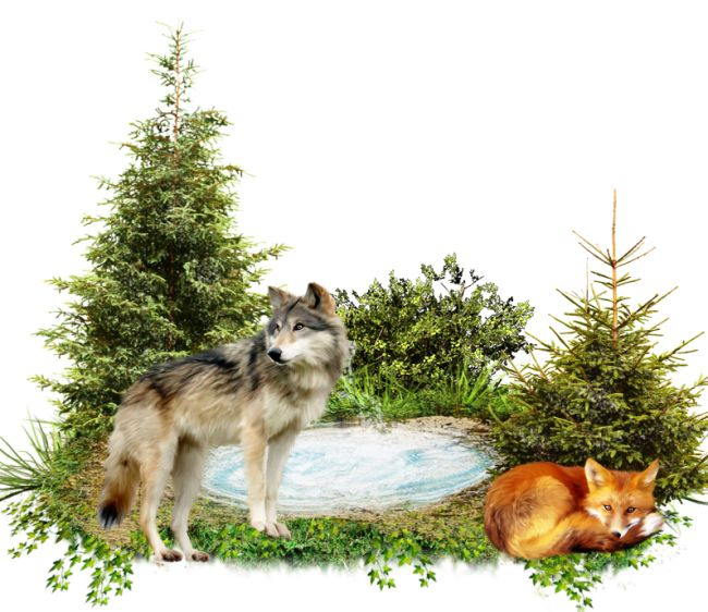 Лесные животные на прозрачном фоне