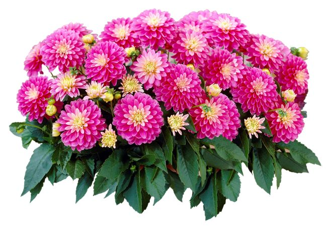 Кустовые георгины однолетние