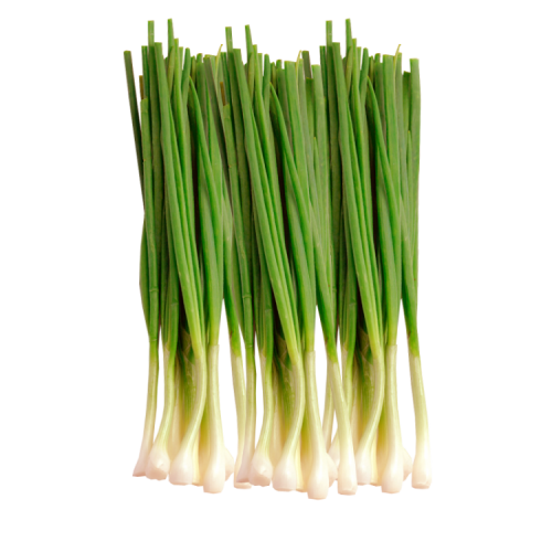 Лук батун вектор