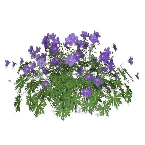 Герань Лесная (Geranium sylvaticum)