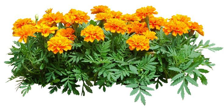 Календулы бархатцы Флоксы