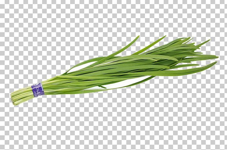 Зеленый лук без фона