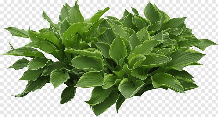 Хоста белоокаймленная на белом фоне