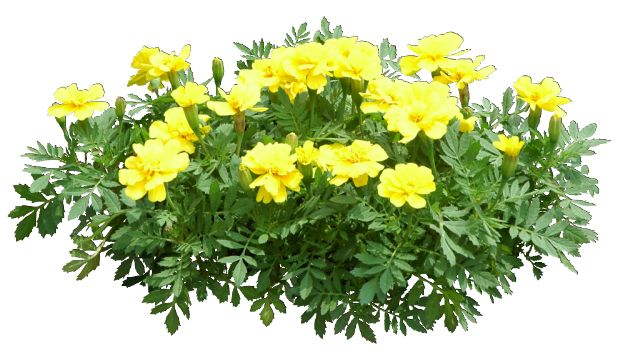 Тагетес куст