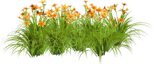 Лилейник оранжевый куст на белом фоне