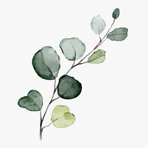 Эвкалипт круглолистный веточка