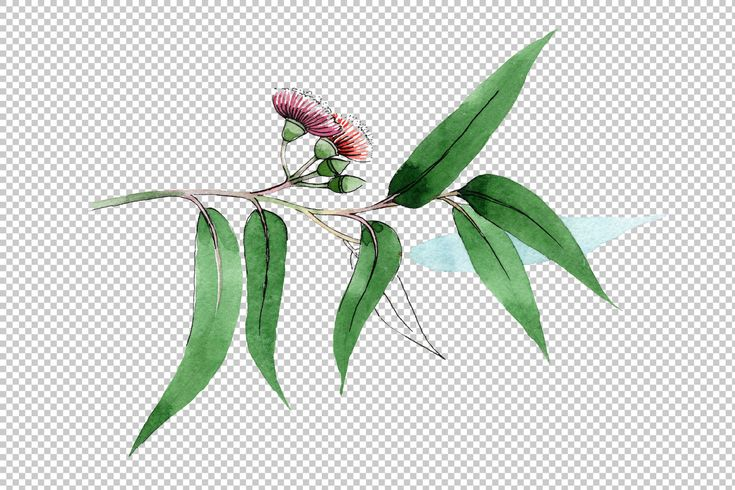 Эвкалипт Ботаническая акварель