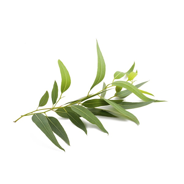 Листья эвкалипта прутовидного