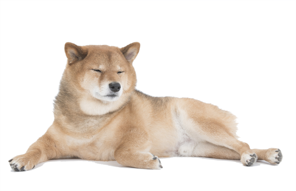 Сиба ину белая