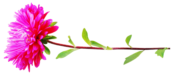 Хризантемы без фона