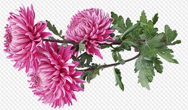 Астры и хризантемы