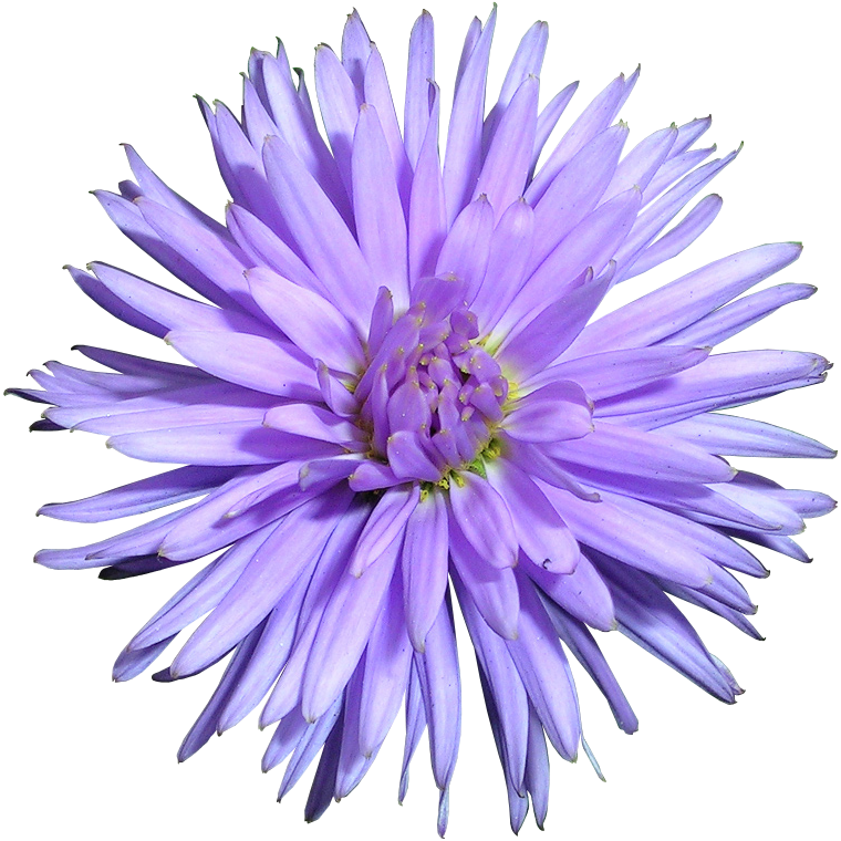 Хризантема игольчатая сиреневая