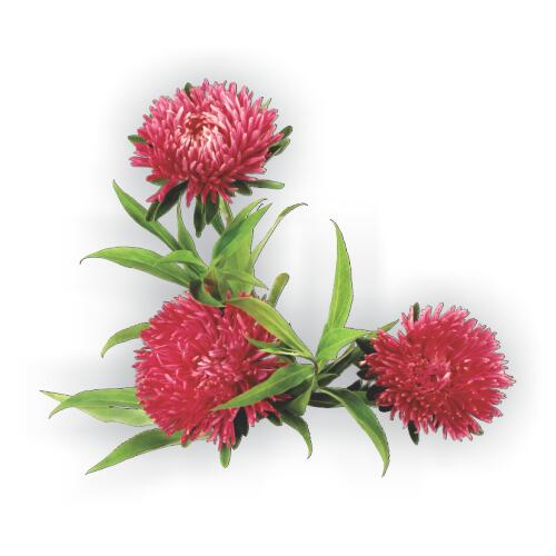 Астры и хризантемы