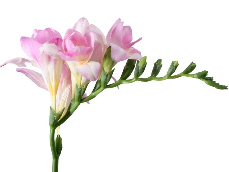 Фрезия Double Pink