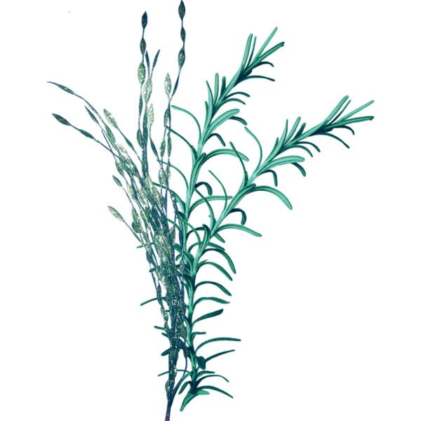 Растения без фона