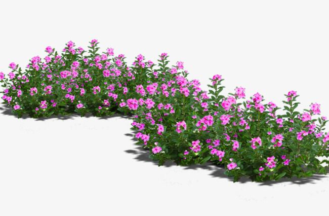 Флоксы почвопокровные