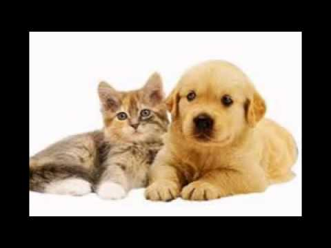 Котики собачки