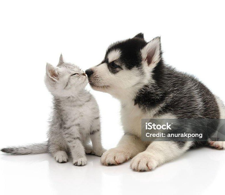 Щенок хаски и котенок