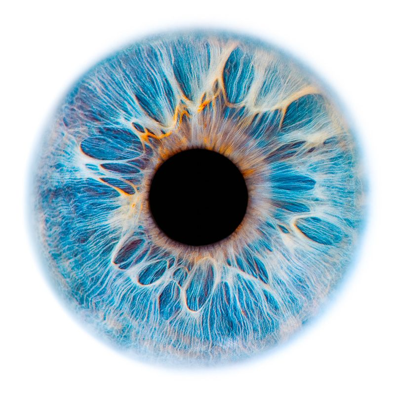 Ирис Радужная оболочка глаза