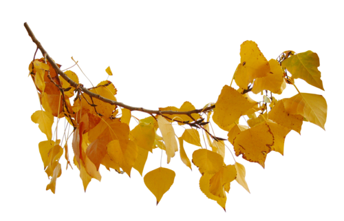 Осенняя ветка