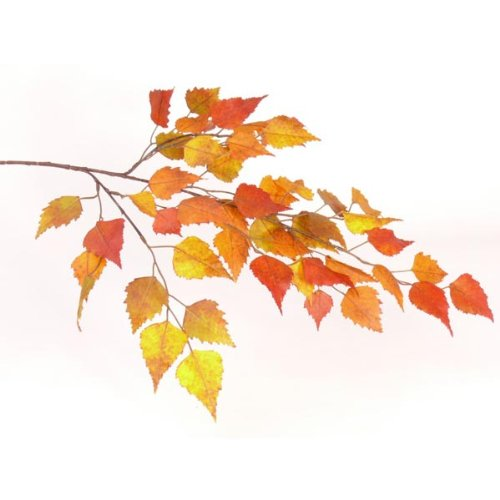 Ветка с осенними листьями