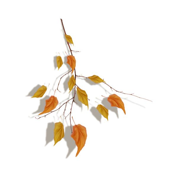 Осенняя ветка