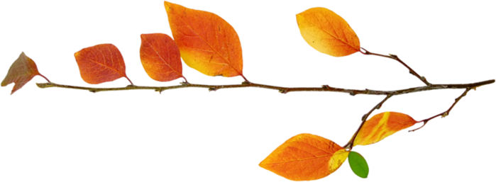 Осенняя ветка на прозрачном фоне