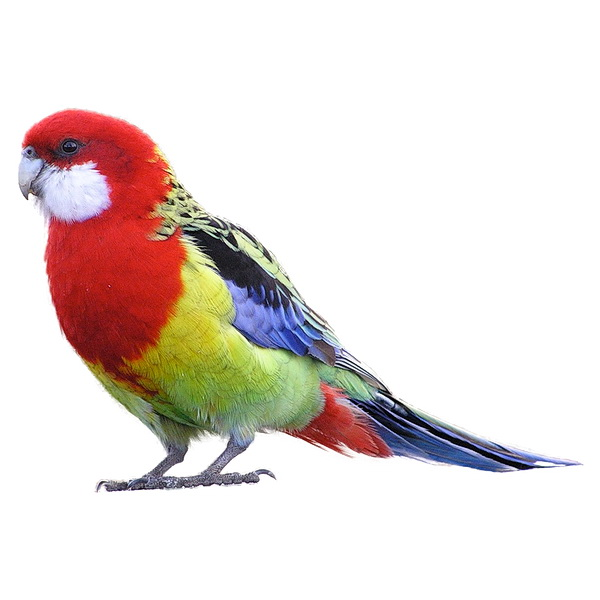 Розелла пестрая попугай