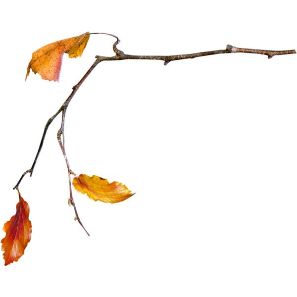 Осенние ветви на прозрачном фоне