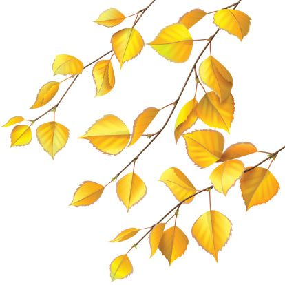 Ветка берёзы на прозрачном фоне