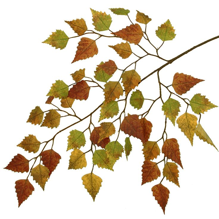 Веточка березы