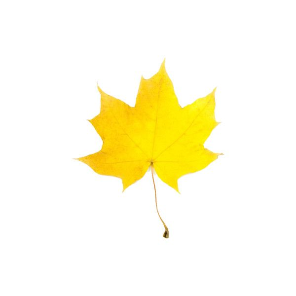 Жёлтый лист осенний