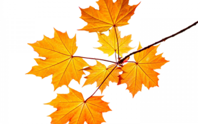 Ветка клена