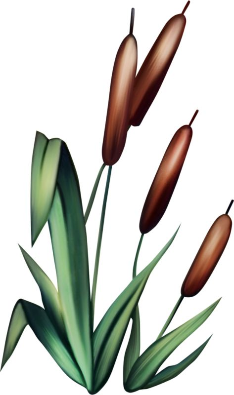 Камыш для детей