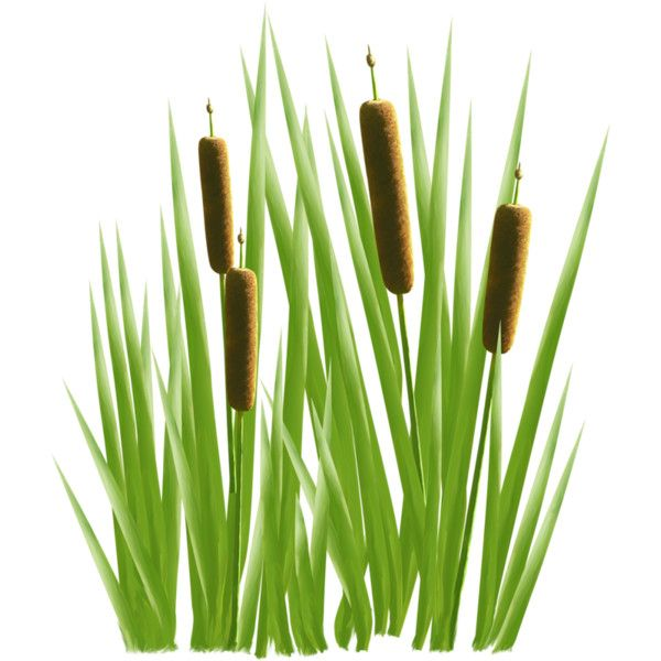 Камыш для детей