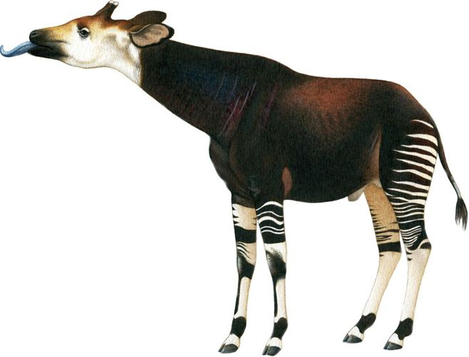 Schleich окапи