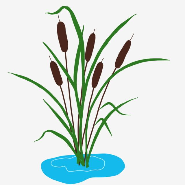 Камыш рисунок