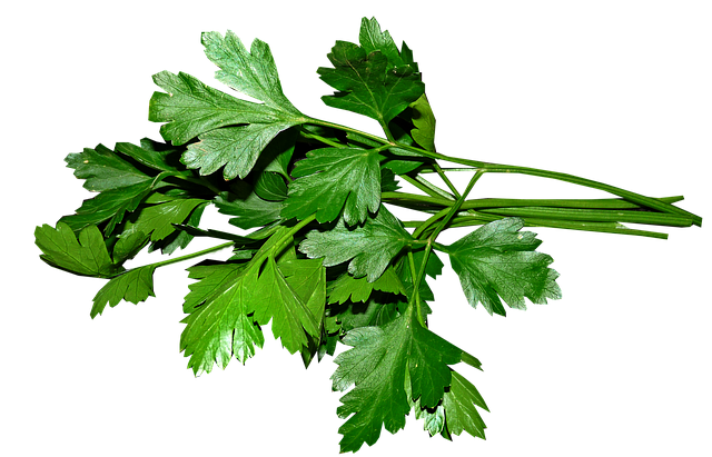 Петрушка листовая Риалто