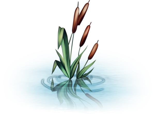 Камыши на прозрачном фоне