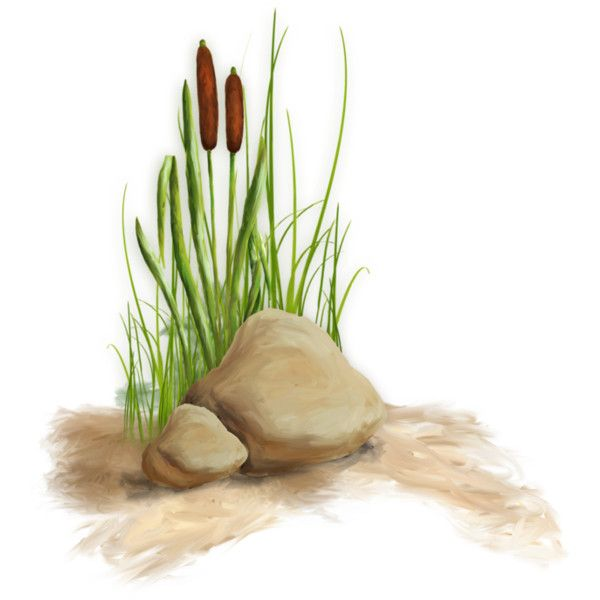 Камыш на белом фоне