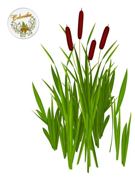 Камыш на белом фоне