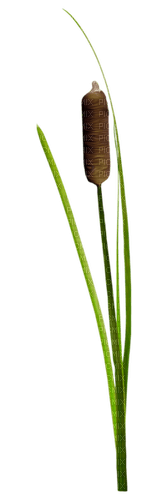 Камыши на прозрачном фоне