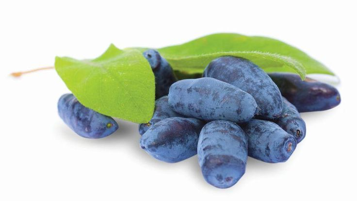 Жимолость ягода