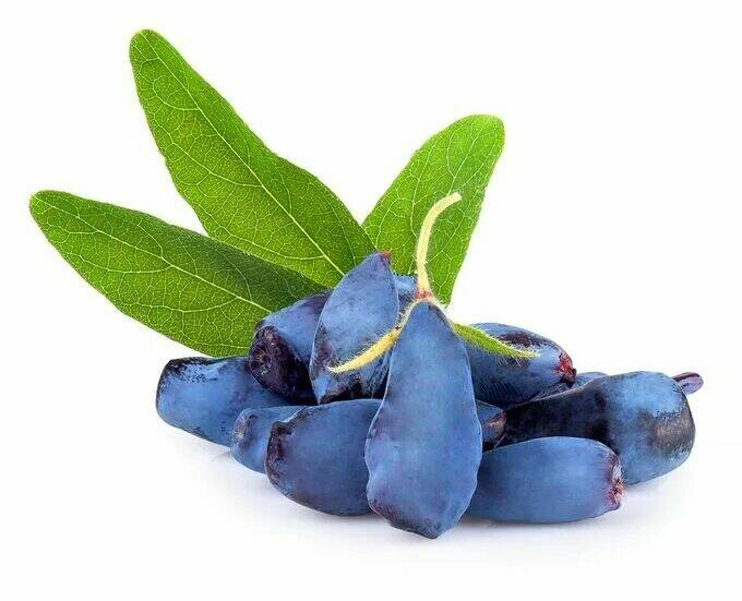 Жимолость голубая